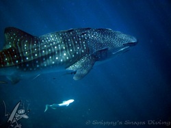 whaleshark in the blue. Picture by Snippy's Snaps Diving.  dive, snippy, snip snaps, scuba, duik, walvishaai, whaleshark, 