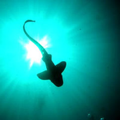 Whaleshark sightings are quite often on the hins - picture via lantainfo.com - Picture used on Snippy's Snaps Diving - DiveSnippy