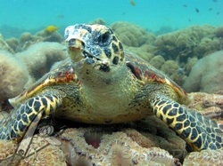 hawksbill turtle by Snippys snaps diving