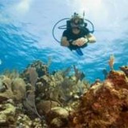 Diver over the coral reef - Picture property of PADI - Project Aware - Snippy's Snaps Diving - Dive Snippy