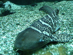 Picture on Wikipedia. Leopard Shark Zebra Shark Juvenile