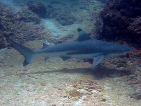 Blacktip Reefshark on Palong Reef Phi Phi Ley Thailand - Picture by Daniel aka Snippy - For Snippy's Snaps Diving - Scuba Snorkeling Dive Duik Haai Shark