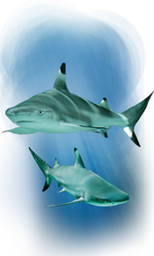 Picture found at visitsealife.com . used on blog Snippy's Snaps Diving - Shark Blacktip Scuba Diving - Snippy 