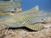 Leopard shark at Bida Nok Phi Phi Thailand incl highligthed area with spots for the project 
