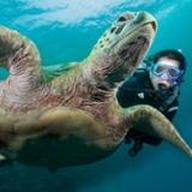 Diver swimming with Turtle - Aware Turtle Awareness - Project Aware - Picture of PADI - Snippy's Snaps Diving - Dive Snippy