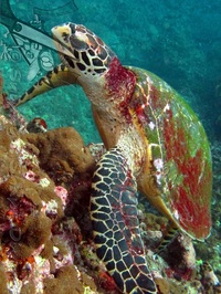 Hawksbill turtle resting at Malong Bay Phi Phi Island Thailand - Picture by Daniel/Snippy - Snippy's Snaps Diving