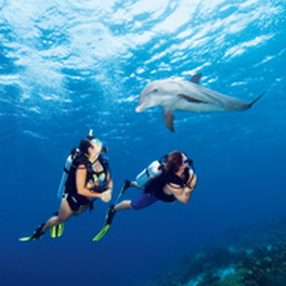 Dive with Dolphins - Picture property of PADI - Snippy's Snaps Diving - Dive Snippy