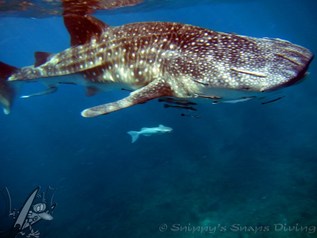 whaleshark just under surface on Hin PAe, Koh Surin Thailand. Picture by Snippy's Snaps Diving, scuba, dive, duik, walvishaai, whaleshark