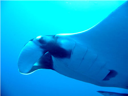 Manta Ray and Whale sharks are often sighted. - Picture via lantainfo.com - Picture used on Snippy's Snaps Diving - DiveSnippy