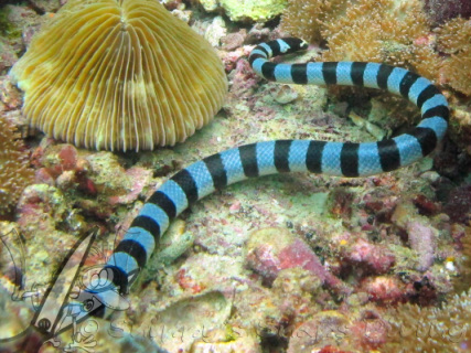 banded Sea snake @ Phi Phi Thailand - Picture by Snippy's Snaps Diving - Daniel van Dongen