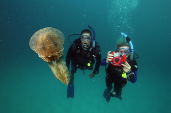 Divers photographing a Jellyfish - Picture property of PADI - Snippy's Snaps Diving - Dive Snippy