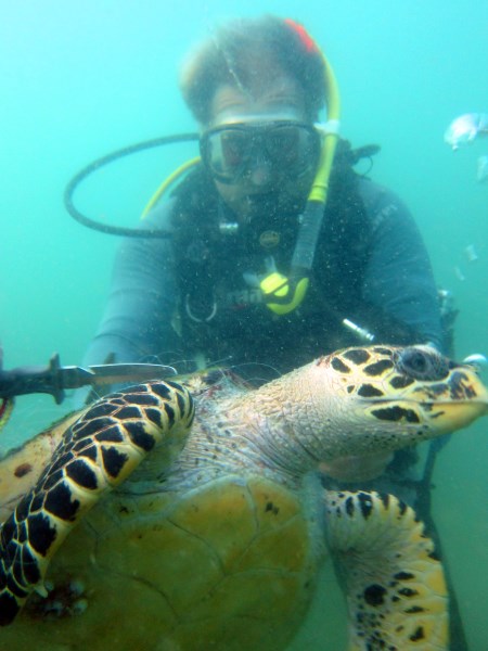 Picture of richard freeing the hawksbill turtle. Picture by Snippy's Snaps Diving . Dive, duik, scuba, schildpad, turtle
