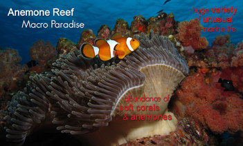 Anemone Reef - Picture via Scubafish.com - Used on Snippy's Snaps Diving - DiveSnippy
