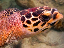 Hawksbill turtle head closeup - picture by Daniel / Snippy - Snippy's Snaps Diving