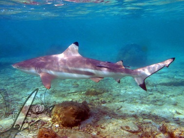 blacktip reefshark at hin phae phi phi don - thailand. snorkeling scuba. Picture by Daniel aka Snippy - Used on Snippy's Snaps Diving