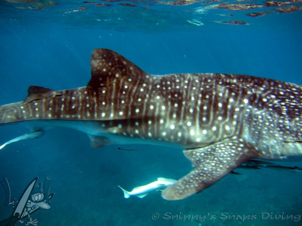whaleshark side image. picture by snippy snaps diving. snippy, scuba, dive, walvishaai, whaleshark, surin, thailand, duik