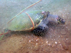 Hawksbill turtle caught in net. Picture by Snippy's Snaps Diving. Turtle, zeeschildpad, schildpad, dive, duik, scuba