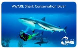 Project Aware Shark Conservation Diver Certification Card - Picture property of PADI/Project Aware - Snippy's Snaps Diving - Dive Snippy