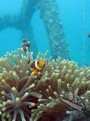 Nemo / Clownfish in anenome on artificial reef at Viking Cave / Table Coral City at Phi Phi Ley - Phi Phi Island - Thailand - Picture by Snippy's Snaps Diving